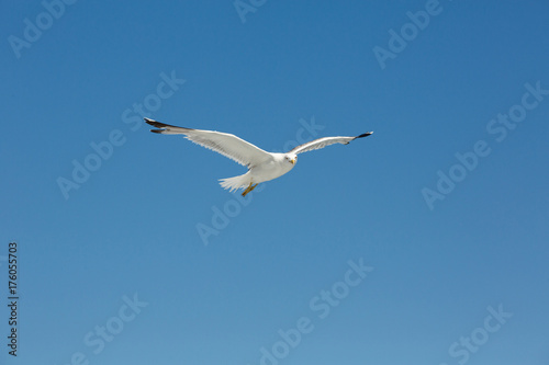 Seagull Flying In Clear Sky