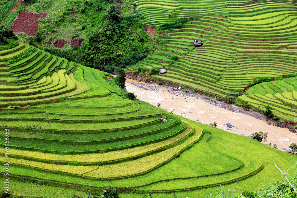 Rice fields on terraced of Vietnam Rice fields on terraced of Vietnam