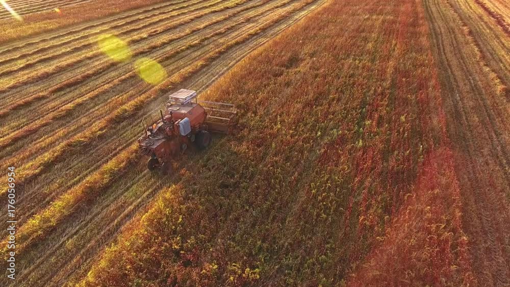 Farming and agriculture: a large plow moves along the field and plows the land. Orange-burgundy autumn field, yellow trees and agricultural machinery. Harvesting, field work, collective farm. Aerial.