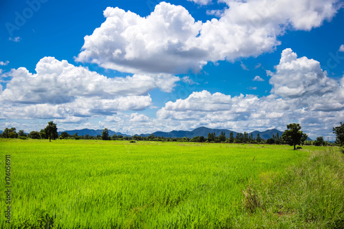 Green meadows in Thailand