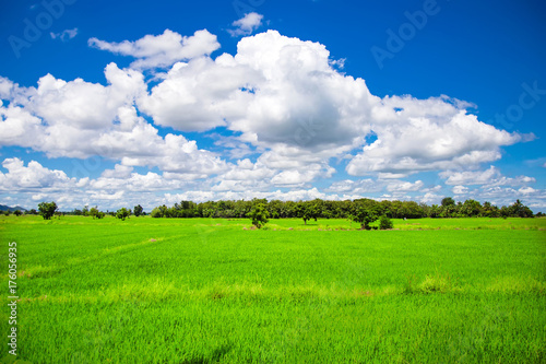Green meadows in Thailand