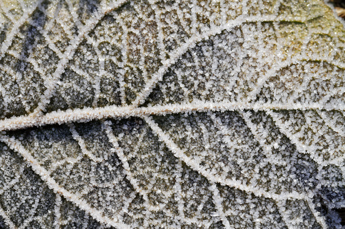  SCENE OF FROZEN FROSTED LEAVES IN COLD ENVIRONMENTS