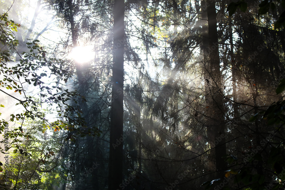 Fototapeta premium Der Wald im Herbst in der Morgensonne