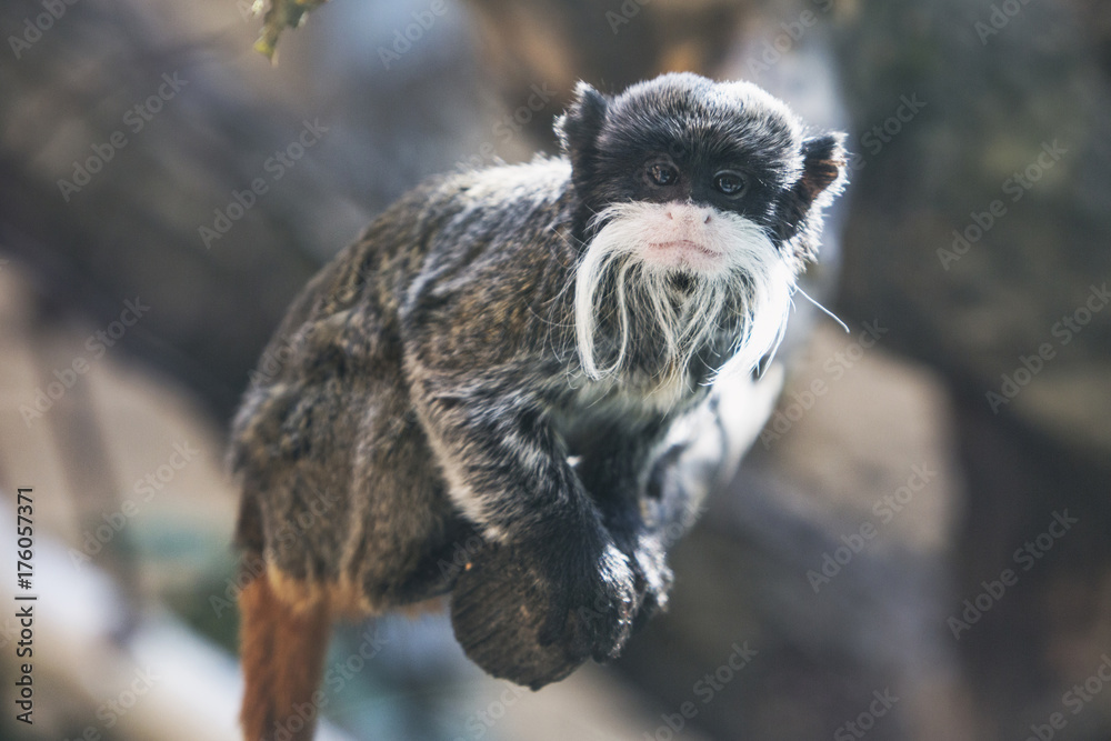 Naklejka premium Emperor tamarin (Saguinus Imperator). Wild animal