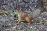 Red squirrel portrait. Wild animal