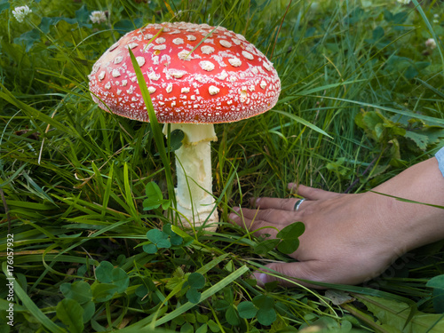 Bid amanita mushroom in the grass