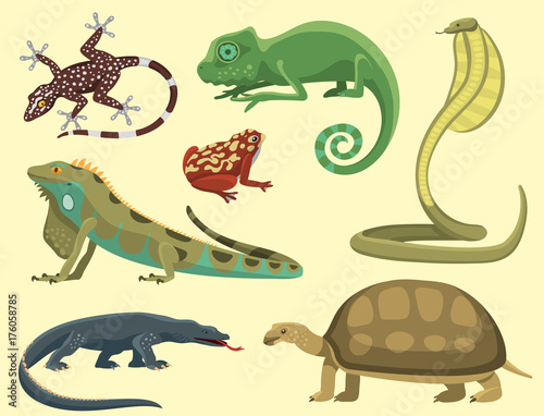 Reptile and amphibian colorful fauna vector illustration reptiloid predator reptiles animals.