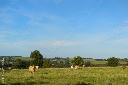 Brown French cows in landscape