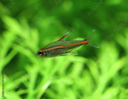 glowlight tetra (Hemigrammus erythrozonus)