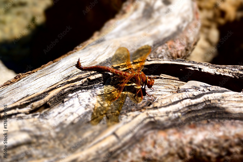 Fototapeta premium Fliegen