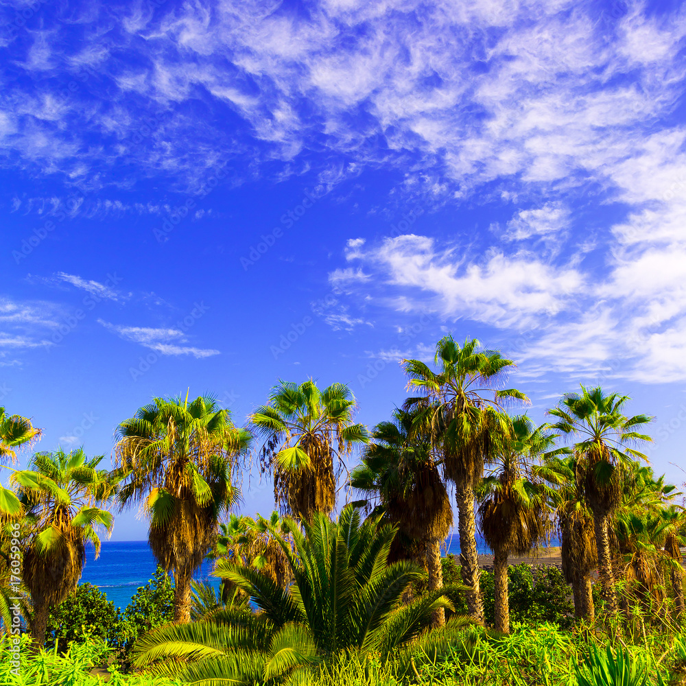 Obraz premium Tropical background. Palms and ocean Canary Islands