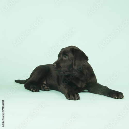 Chocolate Labrador puppy on green background