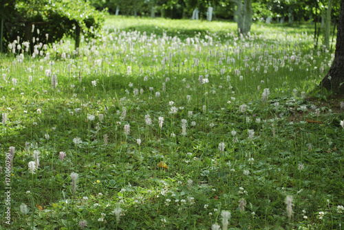 Meadow of Plantago major (broadleaf plantain, white man's foot, or greater plantain) white flowers. © LuckyRiga