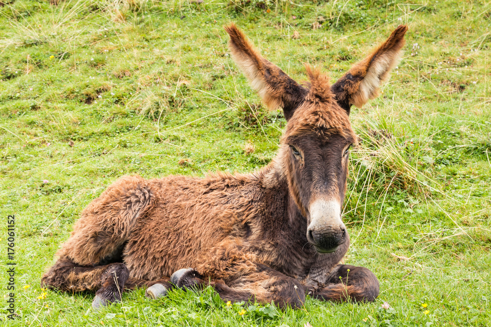 close up of brown donkey foal resting on grass close up of brown donkey foal resting on grass