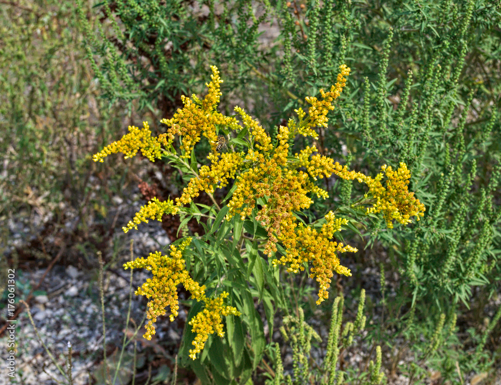 Wild plant blooming with abundance of yellow flowers Wild plant blooming with abundance of yellow flowers