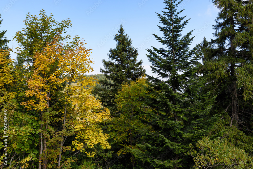 variety of trees in autumn forest