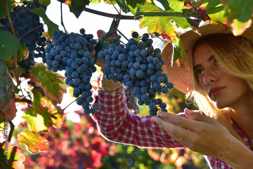 Obraz na plátně Ragazza che vendemmia