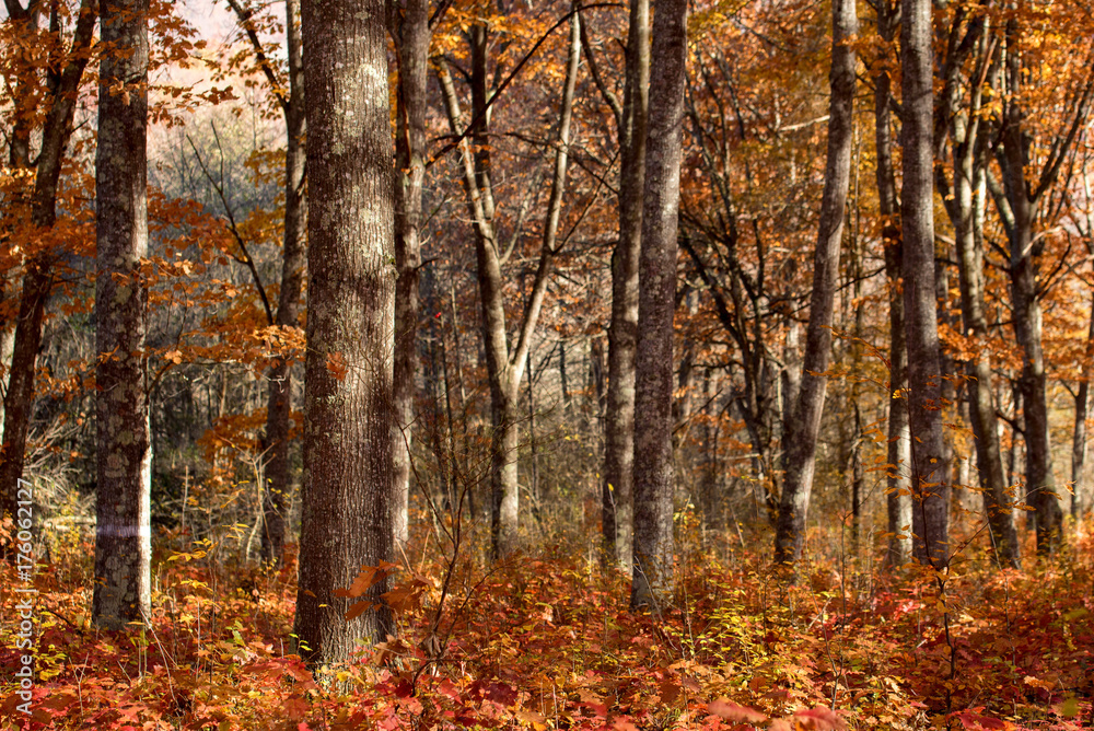 Beautiful autumn forest