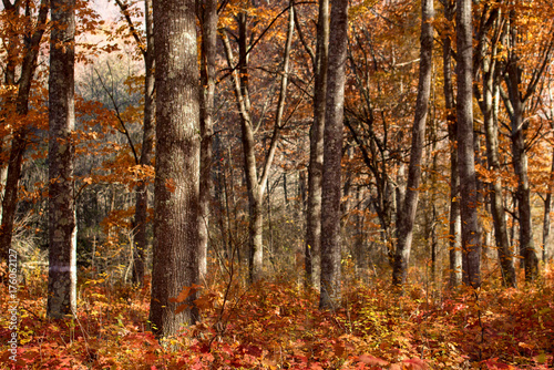 Beautiful autumn forest