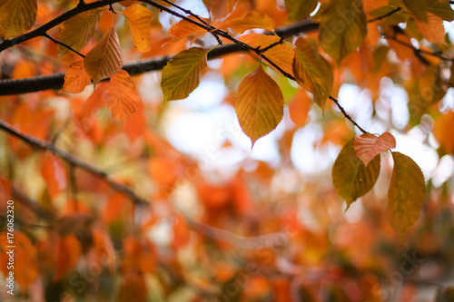 осенние листья на деревьях, золотая осень 