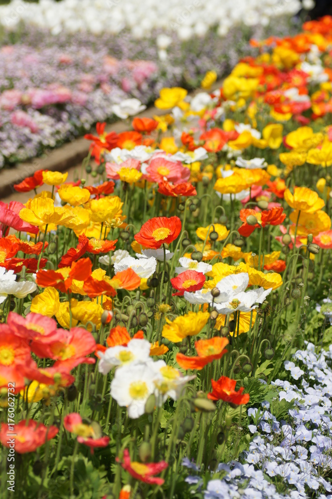アイスランドポピーとビオラの花壇 アイスランドポピーとビオラの花壇