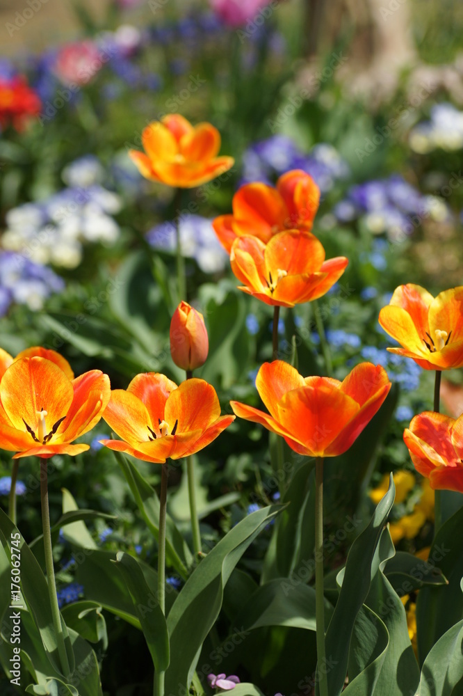 チューリップ花壇 チューリップ花壇