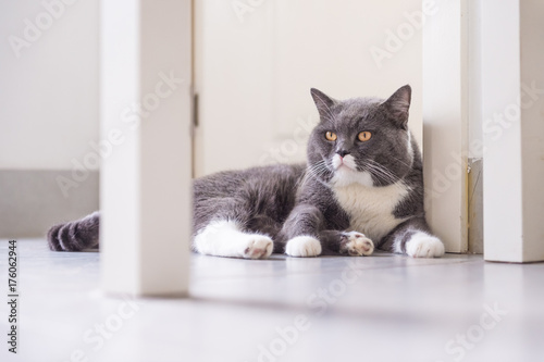 Gray British shorthair cats, indoors