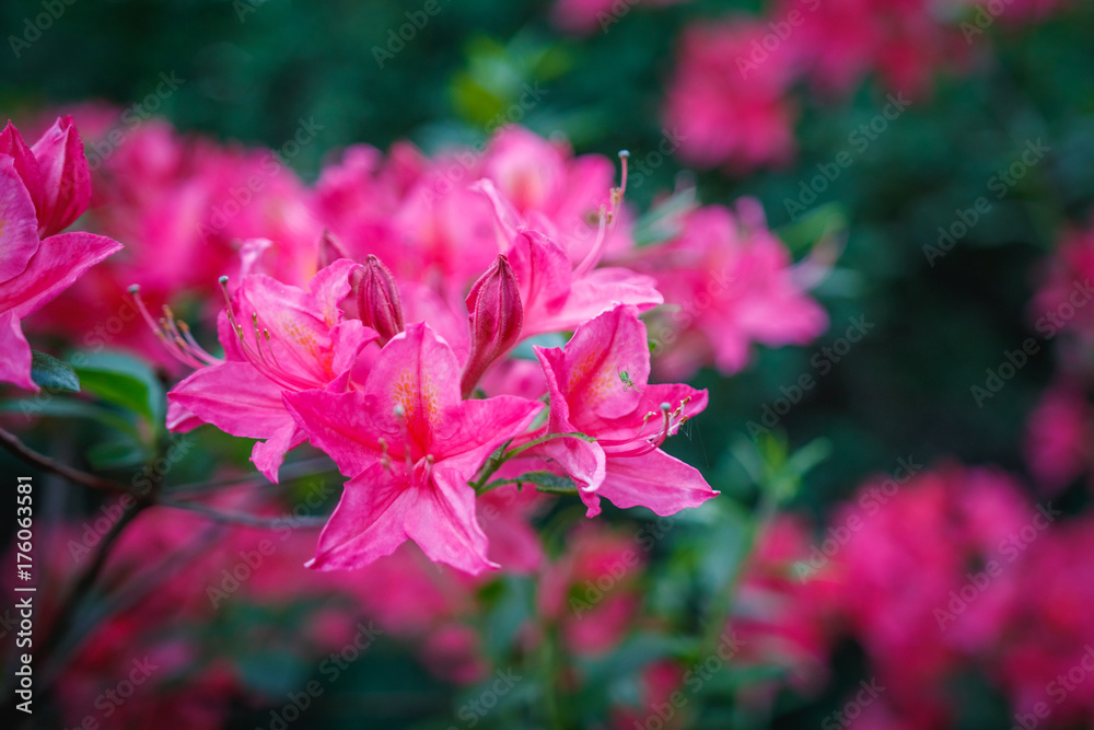 Beautiful pink Azalea flowers - flowering shrubs in the genus Rhododendron