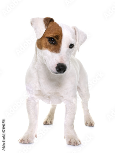 young jack russel terrier © cynoclub