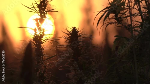 Slow motion wide shot of marijuana field in the amazing sunset background.
