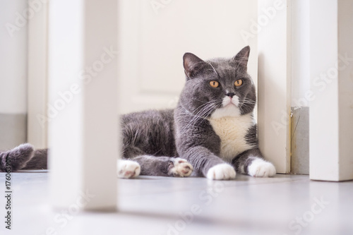 Gray British shorthair cats, indoors