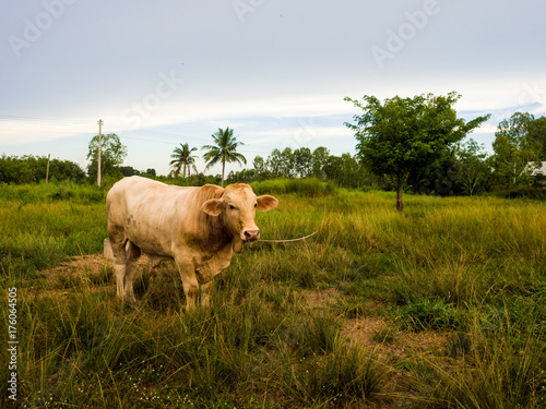 A Cow on a green field in Thailand