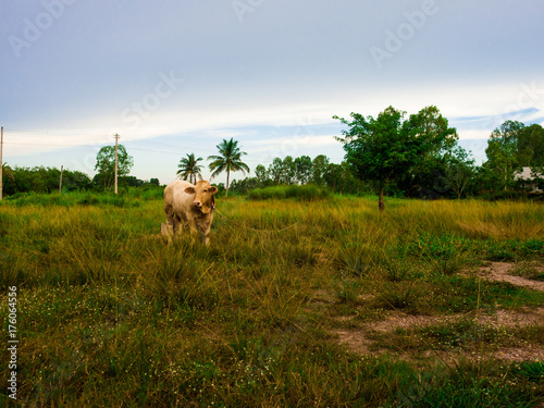 A Cow on a green field  in Thailand photo