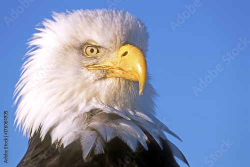 Head of beautiful Bald Eagle against  blue sky © rima15