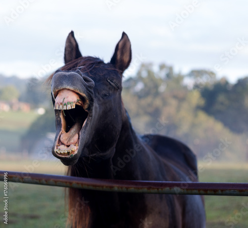 Yawning Horse