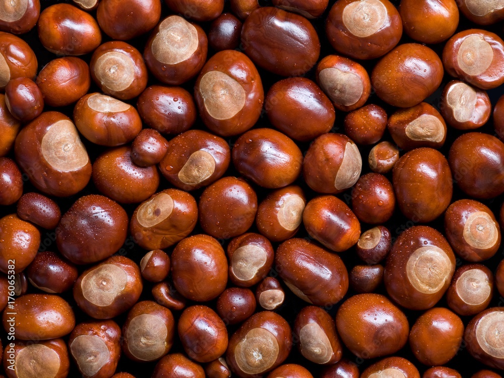 Conkers Conkers