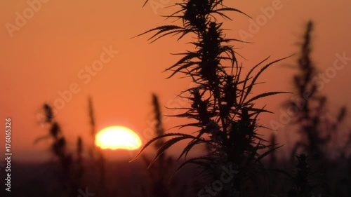 Slow motion wide shot of marijuana field in the amazing sunset background.