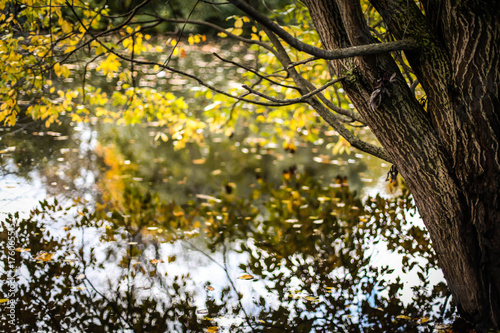 берег озера и осенний лес, золотая осень