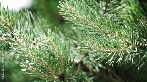 Green prickly branches of a fur-tree or pine. Nice fir branches. Close up. Bright evergreen fresh pine tree green needles branches. New fir-tree needles, conifer © Media Whale Stock