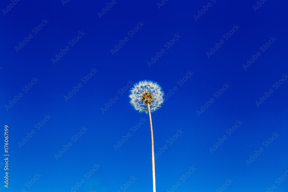 Fototapeta premium dandelion, flower