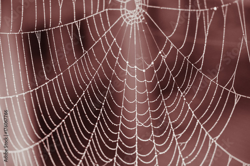 Gothic web in blood red