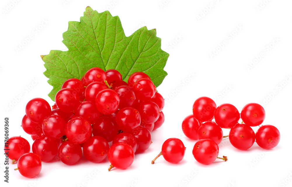 Red berries of Viburnum (arrow wood) with green leaf isolated on white background Red berries of Viburnum (arrow wood) with green leaf isolated on white background