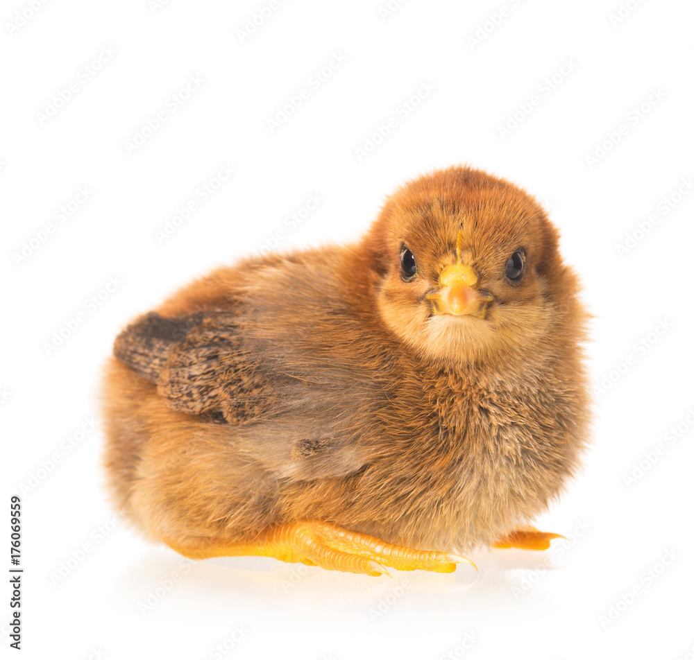 Obraz premium Cute newborn chicken