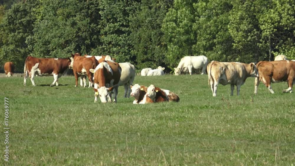 Cows grazing on pasture. Brown cows eating grass in farm. Cows grazing on pasture. Brown cows eating grass in farm.