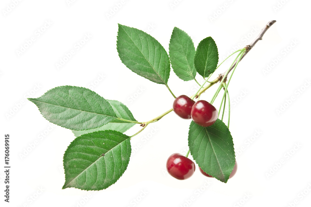 branch with berries cherry isolated branch with berries cherry isolated