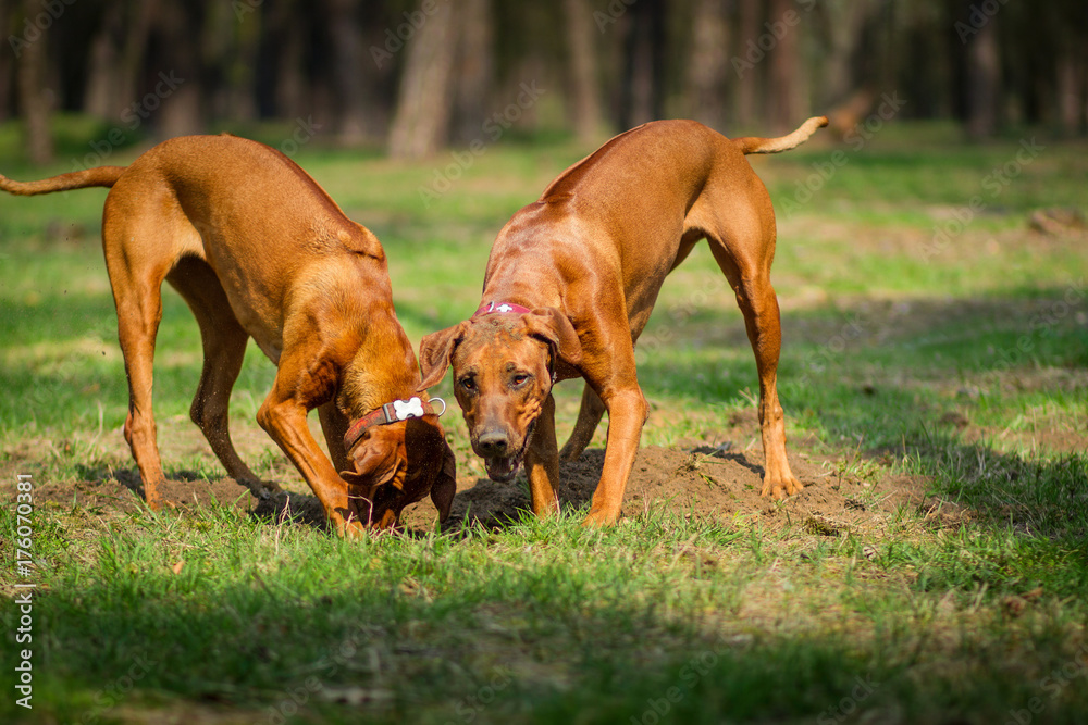 Rhodesian Ridgebacks