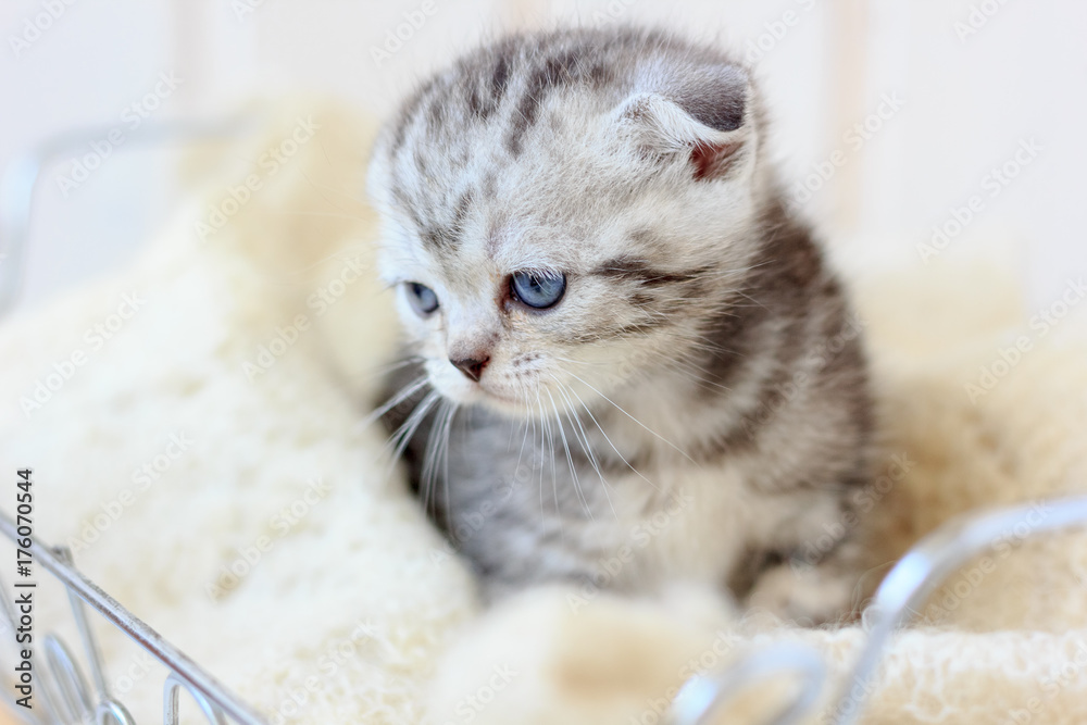 Portrait of young kitten