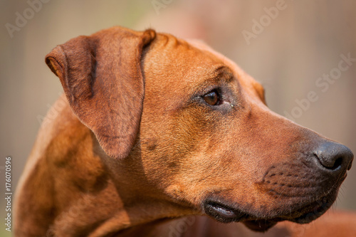 Rhodesian Ridgeback