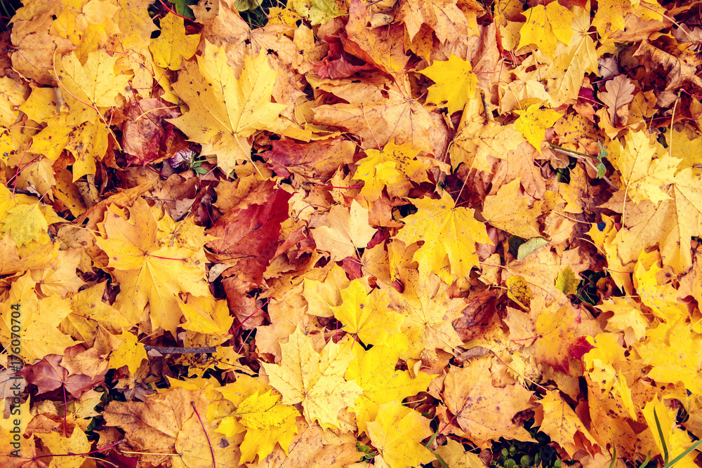 Fallen leaves in autumn forest. Fallen leaves in autumn forest.