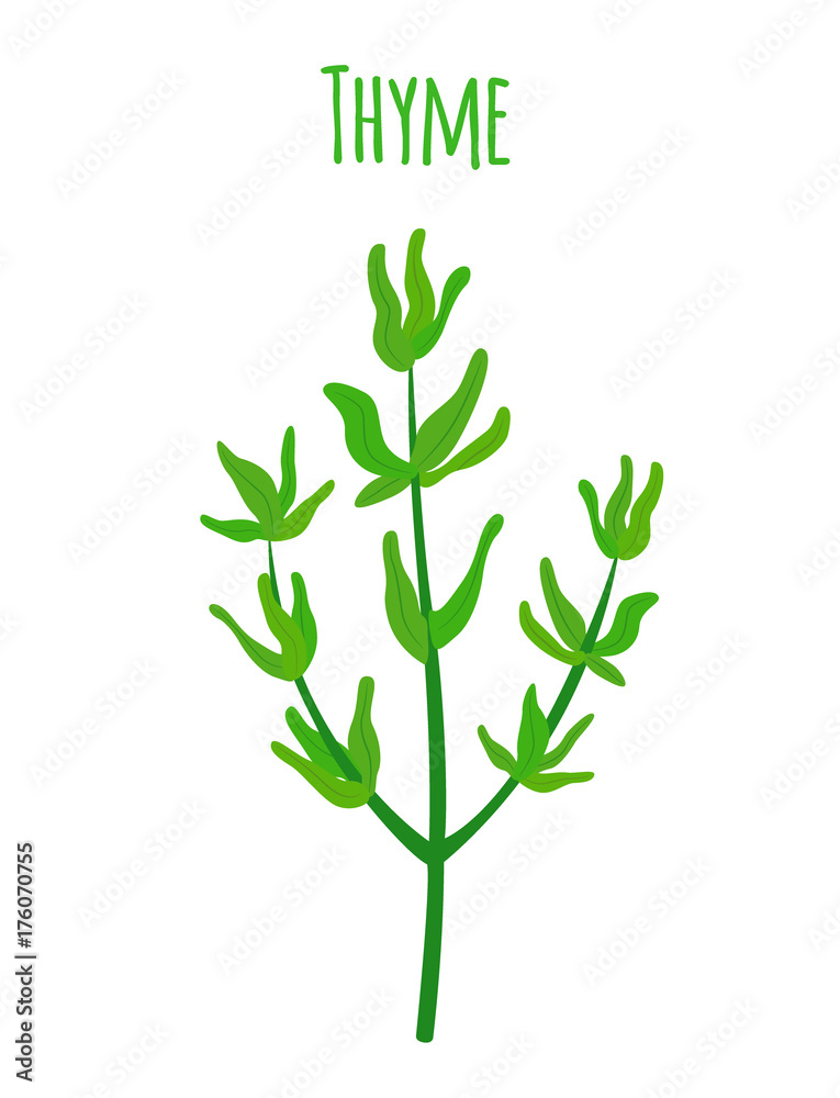 Obraz premium Thyme, organic spice, vegetarian nutrition. Cartoon flat style. Vector illustration